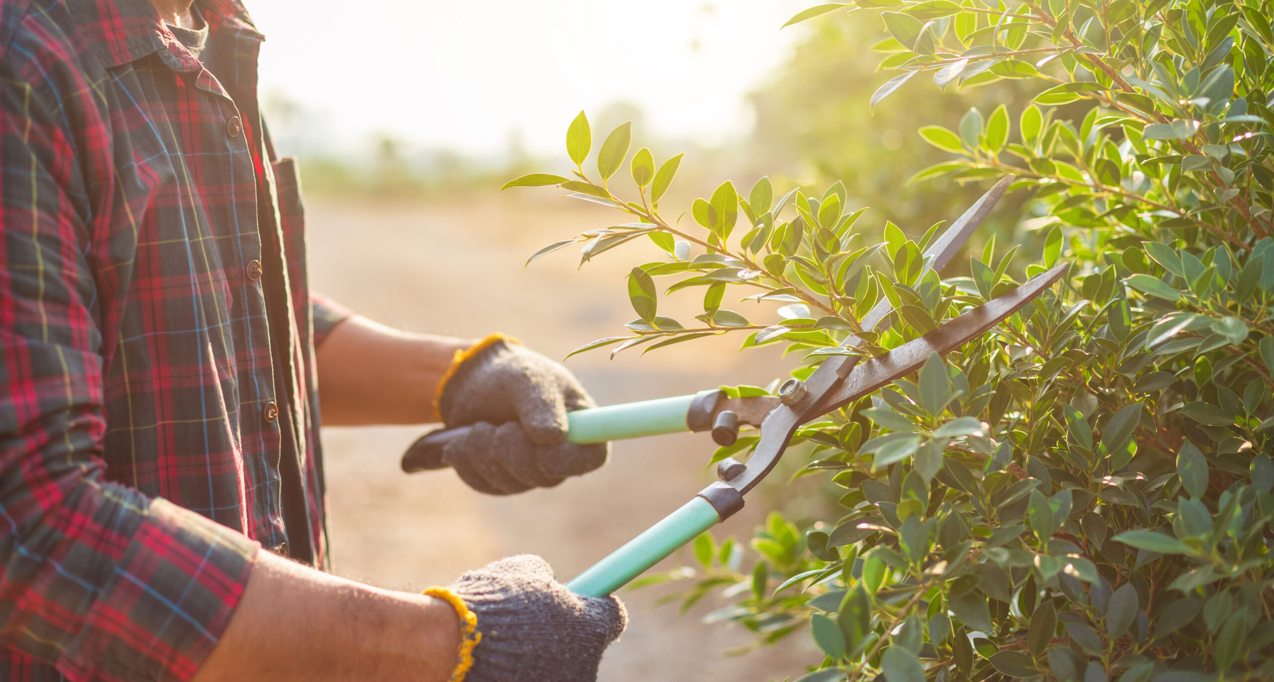 People cutting a hedge in the garden. Home and garden decoration concept